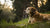 Can Puppy Food Make an Adult Dog Sick? Understanding the Nutritional Needs of Dogs