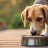 Can Puppy Food Make My Dog Sick? Understanding Dietary Risks for Your Furry Friend