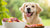 Can Raw Dog Food Cause Allergies? Understanding the Connection for Your Canine Companion