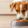 Can Raw Dog Food Cause Constipation? Understanding Digestive Health for Your Furry Companion