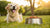 Can Raw Dog Food Cause Pancreatitis? Understanding the Connection Between Diet and Canine Health
