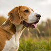 Can Raw Food Make Your Dog Constipated? Understanding Digestion in Raw-Fed Dogs
