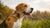 Can Raw Food Make Your Dog Constipated? Understanding Digestion in Raw-Fed Dogs