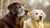 Can Senior Dogs Eat Puppy Food? Understanding Nutritional Needs Across Life Stages