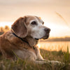 Can Senior Dogs Have Puppy Food? Understanding the Nutritional Needs of Dogs at Different Life Stages