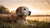 Can Senior Dogs Have Puppy Food? Understanding the Nutritional Needs of Dogs at Different Life Stages