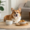 Can Shih Tzu Eat Biscuits? A Comprehensive Guide for Caring Pet Owners