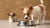 Can Small Breed Dogs Eat Large Breed Food? Understanding Nutritional Needs-140405375215