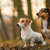 Can Small Breed Dogs Eat Regular Dog Food? A Comprehensive Guide to Their Nutritional Needs
