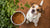 Can Small Dogs Eat Adult Dog Food? A Comprehensive Guide for Dog Owners