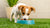 Can Small Dogs Eat Big Dog Food? Understanding the Nutritional Needs of Our Furry Friends-140301205743