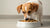 Can Small Dogs Eat Big Dog Food? Understanding Their Nutritional Needs