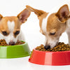 Can Small Dogs Eat Big Kibble? Understanding Feeding Needs for Different Dog Sizes