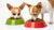 Can Small Dogs Eat Big Kibble? Understanding Feeding Needs for Different Dog Sizes