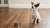 Can Small Dogs Eat Canned Cat Food? Understanding the Risks and Considerations