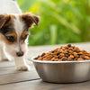 Can Small Dogs Eat Dry Cat Food? Understanding the Risks and Considerations