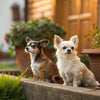 Can Small Dogs Eat Large Breed Food? Understanding Nutritional Needs for Your Pup