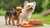 Can Small Dogs Eat Raw Food? Understanding the Risks and Benefits-140134121711