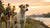 Can Stray Dogs Eat Cat Food? Understanding the Risks and Dietary Needs