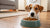 Can’t Get My Dog to Eat Dog Food? Here’s What You Need to Know-140212764911