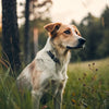 Can Ticks Cause Weight Loss in Dogs? Understanding the Link Between Ticks and Canine Health