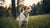 Can Ticks Cause Weight Loss in Dogs? Understanding the Link Between Ticks and Canine Health