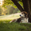 Can Too Much Exercise Cause Seizures in Dogs? Understanding the Risks and Safety Measures