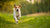 Can Too Much Exercise Give a Dog Diarrhea? Exploring the Connection