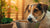 Can Too Much Food Cause Diarrhea in Dogs? Understanding the Connection