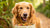 Can Too Much Protein in Dog Food Cause Hyperactivity?