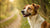 Can Too Much Protein in Dog Food Cause Itching?-140858523887