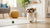 Can Too Much Wet Dog Food Cause Diarrhea? Understanding the Impact on Your Dog's Health