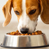 Can Too Much Wet Food Cause Diarrhea in Dogs? Understanding the Impact on Your Pup's Digestive Health