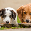 Can 2 Dogs Share a Food Bowl? Risks and Better Feeding Tips