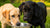 Can Two Dogs Share a Water Bowl? Understanding Safety, Hygiene, and Health-140791185647
