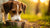 Can Underfeeding a Dog Cause Weight Gain? Understanding Canine Nutrition and Feeding Practices