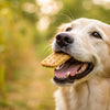 Can We Feed Biscuits to Dogs? Understanding Canine Nutrition and Treats