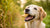 Can We Feed Biscuits to Dogs? Understanding Canine Nutrition and Treats-141107233007