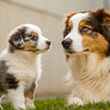 Can We Give Adult Dog Food to Puppy? Understanding the Nutritional Needs of Our Canine Companions