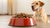 Can Wet Dog Food Cause Diarrhea? Understanding the Impact of Canine Diet on Digestive Health