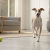Can Wet Dog Food Make a Dog Sick? Understanding the Risks and Benefits for Your Pet’s Health