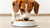 Can Wet Food Give Dogs Diarrhea? Understanding the Impact of Wet Dog Food on Canine Digestion