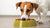 Can Wet Food Make My Dog Sick? Understanding Risks and Best Practices
