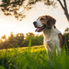 Can Worms Cause a Dog to Lose Weight? Understanding the Connection