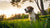 Can Worms Cause a Dog to Lose Weight? Understanding the Connection