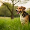Can Worms Cause Weight Loss in Dogs? Understanding the Impact of Parasites on Pet Health