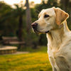 Can Worms Make My Dog Lose Weight? Understanding the Connection Between Parasites and Canine Weight Loss