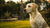 Can Worms Make My Dog Lose Weight? Understanding the Connection Between Parasites and Canine Weight Loss