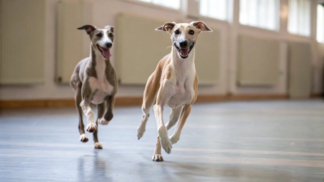 Can You Add Chicken Broth to Dry Dog Food? Exploring the Benefits and Best Practices