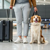 Can You Bring Canned Dog Food on a Plane? Essential Tips for Traveling with Your Furry Friend